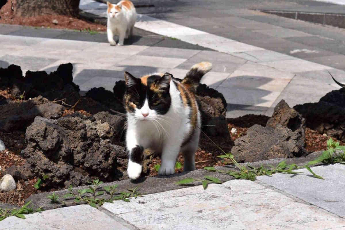 Palacio Nacional: ¿Por qué un grupo de gatos recibirá pensión vitalicia?