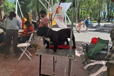Llevan a cabo exposición canina, actividad tradicional de las familias Jerezanas