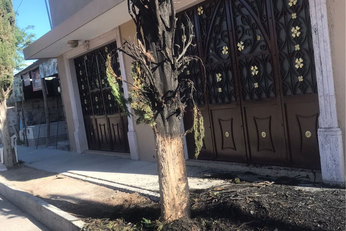 Arden 13 pinos ornamentales en Jerez;  Problemas de PC alertan a la población