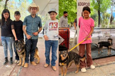 Buscan grupos de protección animal realizar más actividades de adopción en Jerez