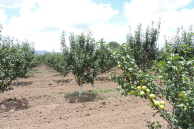 Helada afecta el 80 por ciento en los huertos de durazno en Jerez: productores