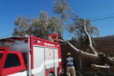 Se cae un árbol de 10 metros encima de una barda de la escuela María R. Murillo