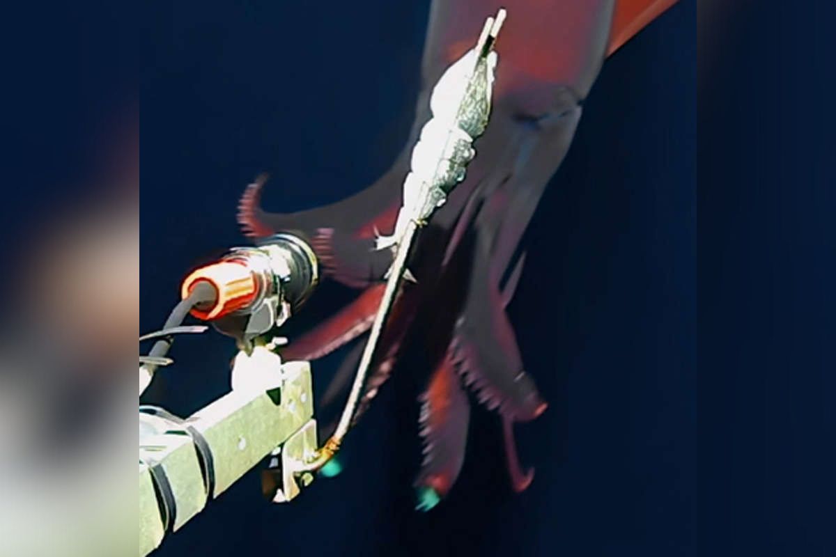 La Universidad de Western Australia (UWA) y Kelpie Geosciences logró capturar en video a un calamar gigante.