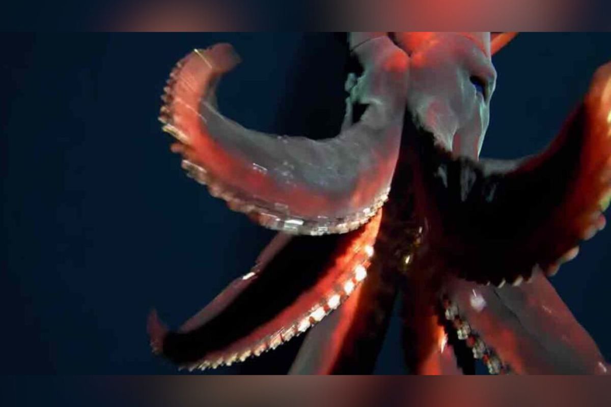 La Universidad de Western Australia (UWA) y Kelpie Geosciences logró capturar en video a un calamar gigante.