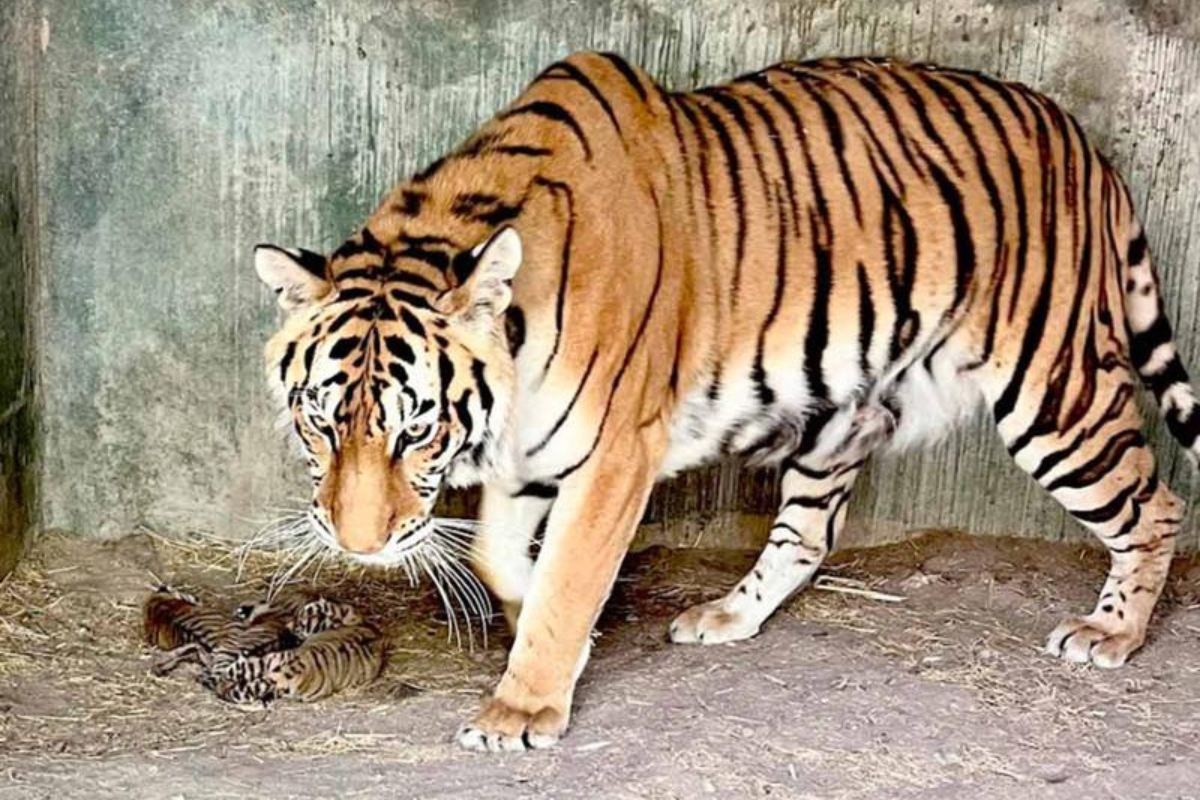 El pasado jueves en el zoológico de Chihuahua nacieron cuatro tigres de Bengala
