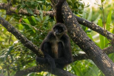 El mono araña, una de las especies rescatadas del zoológico. | Foto: Pixabay,