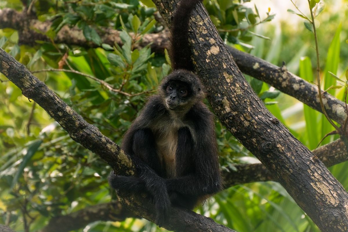 El mono araña, una de las especies rescatadas del zoológico